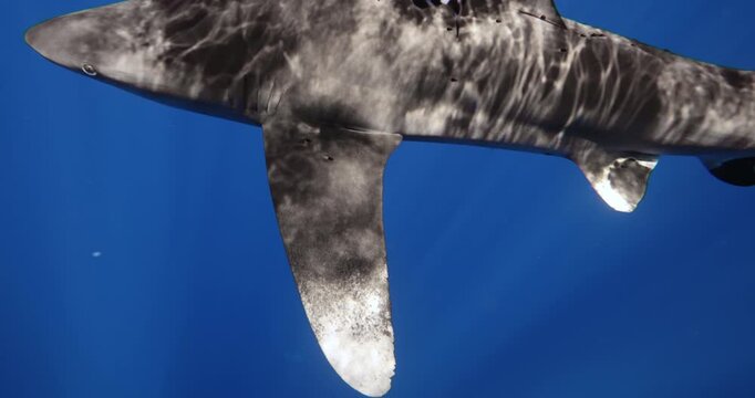 Oceanic Whitetip Shark Carcharhinus longimanus or dangerous shark inhabiting tropical in underwater Mauritius, Indian Ocean. Rare footage. Wildlife marine nature. Coral sucker fish swimming near.