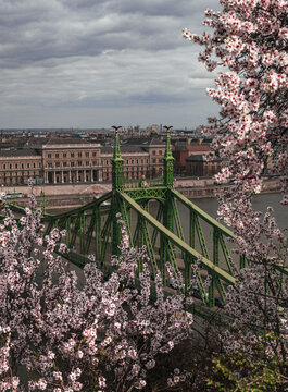 View of a green bridge framed by delicate pink blossoms under a moody sky, connecting the historic city across the water, Budapest, Hungary.