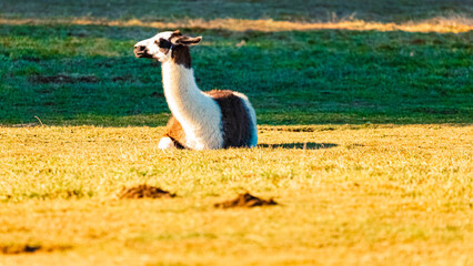 Fototapeta premium Lama glama, llama, on a sunny winter day near Waldwipfelweg amusement park, Saint Englmar, Straubing, Bogen, Bavarian forest, Bavaria, Germany