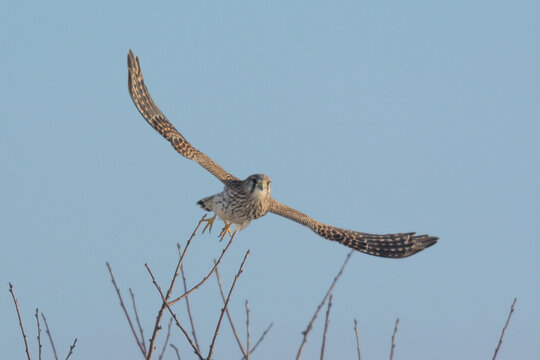 Turmfalke