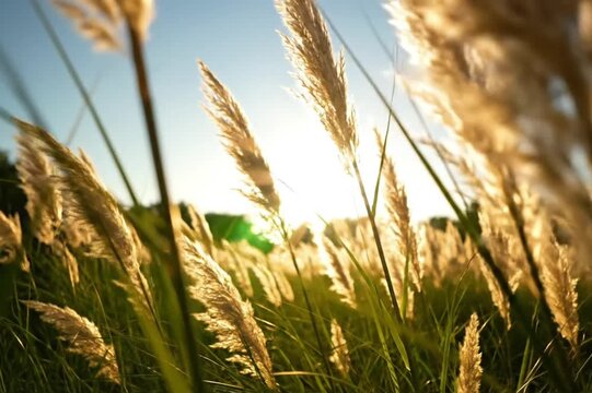 Low angle shot of swaying pampas grass with the sun shining brightly through the feathery plumes and green leaves on a beautiful sunny day