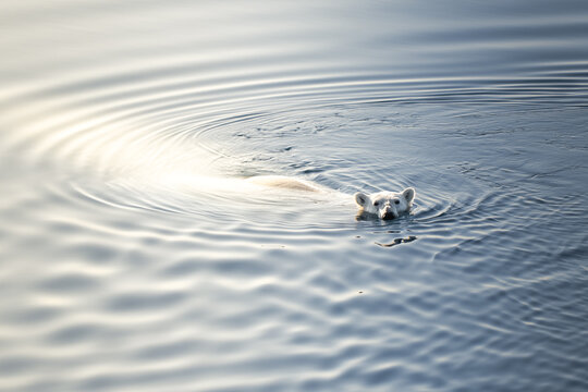 View of a polar bear swimming in the calm blue water with soft ripples and golden light reflections in Greenland.