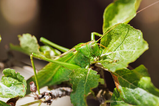 Macro photo of green katydid grasshopper resting on leaf with detailed wings antennae and legs in natural sunlight showing insect camouflage