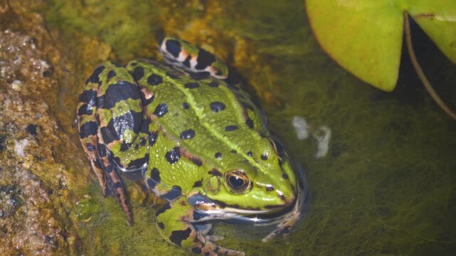 Close up of a green frog resting in a pond and looking around on a sunny day
