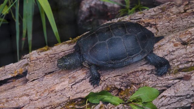 Close up of a black water turtle moving across a tree log on a sunny spring day