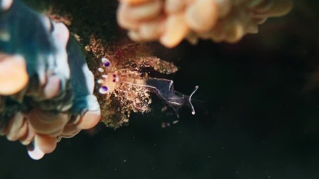 Close up footage of a delicate, transparent nudibranch, possibly a species like Tritonia manicata or Eubranchus mansapamensis, gracefully crawling on a vibrant coral or hydroid in a pristine underwate