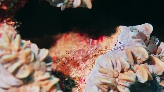 Close up underwater footage of a transparent and colorful Sexy Shrimp Thor Amboinensis, also known as Squat Shrimp, perched delicately on a vibrant coral or anemone.