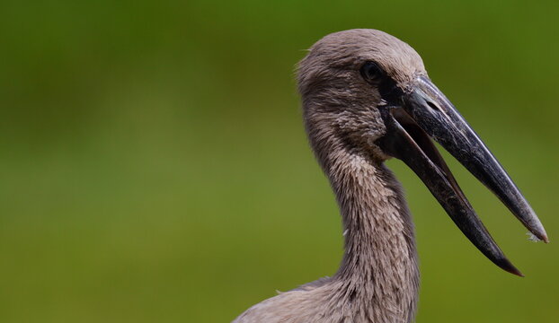 This image is a detailed profile shot of an Asian openbill (Anastomus oscitans), a large wading bird belonging to the stork family. 