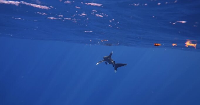 Wildlife marine nature. Oceanic Whitetip Shark Carcharhinus longimanus swim under surface of blue water. large dangerous shark inhabiting tropical in underwater Mauritius, Indian Ocean. Rare footage.