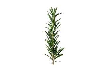 Obraz premium Fresh green rosemary sprig for cooking ingredient