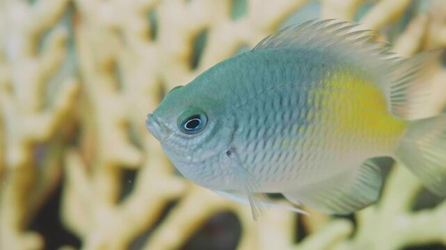 Close up underwater footage of a vibrant Yellow sided Damselfish Amblyglyphidodon flavilatus gracefully swimming among coral formations. This stunning marine fish, native to the Red Sea and Gulf of Ad