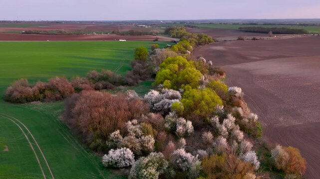 Aerial drone footage flying forward above blooming trees and spring countryside landscape
Slow cinematic drone movement over agricultural fields and flowering vegetation in rural area