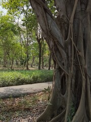 Fototapeta premium old tree in the park