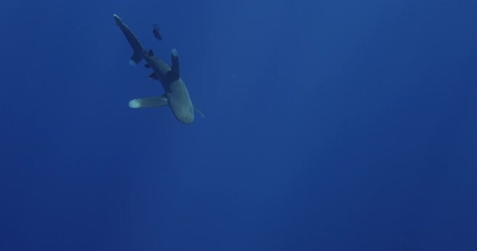 Wildlife marine nature. Oceanic Whitetip Shark Carcharhinus longimanus swim under surface of blue water. large dangerous shark inhabiting tropical in underwater Mauritius, Indian Ocean. Rare footage.