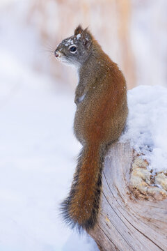 A Pine Squirrel, also known as a Red Squirrel,  in wintertime.
