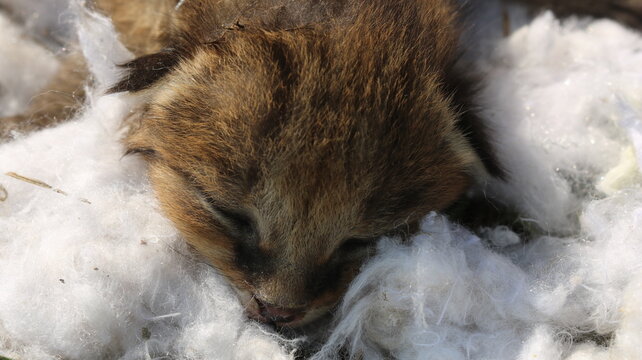 Cute Baby Fox Fox Cub in Nature Adorable Wildlife Moments