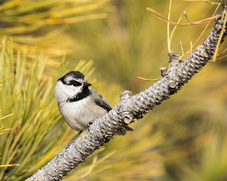 A Mountain Chickadee nestled in a pine tree.