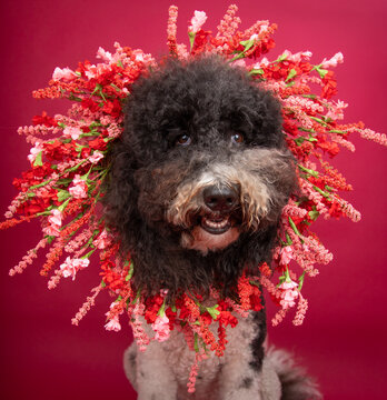 Portrait of a bernedoodle wearing a floral headband sitting in front of a red background