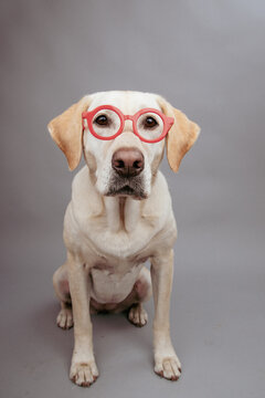 Close-up portrait of a yellow labrador retriever dog wearing a pair of round red glasses sitting in front of a grey background