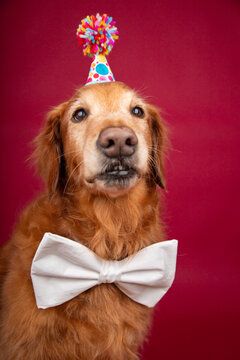 Close-up Portrait of an old red golden retriever wearing a bow tie and party hat sitting in front of a red background