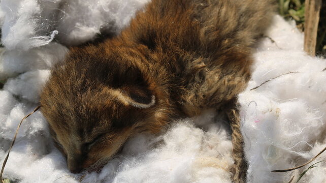 Cute Baby Fox Fox Cub in Nature Adorable Wildlife Moments