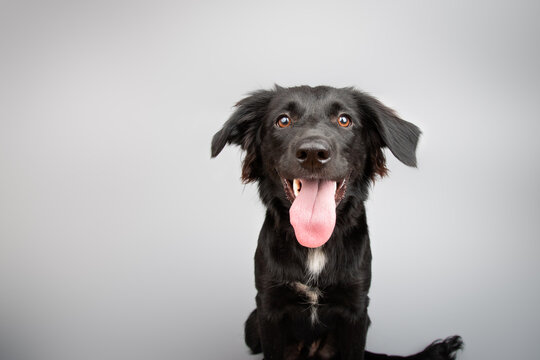 Close-up portrait of a black Aussiedor puppy sitting in front of a grey background sticking out its tongue