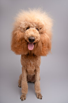 Portrait of a fluffy poodle sitting in front of a grey background sticking out its tongue