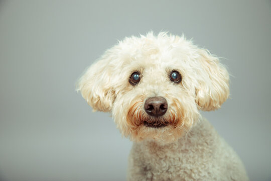 Close-up portrait of a white miniature poodle in front of a grey background