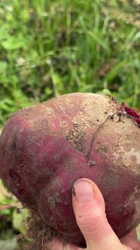 Bucket with young fresh beets on grey background. dig up beets to harvest