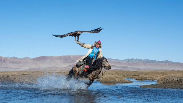 Mongolian eagle hunter (berkutchi) riding a horse in a river with a blindfolded golden eagle, Altai Mountains, Bayan-Olgii, Western Mongolia, Mongolia