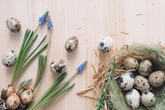 Overhead view of quail eggs in a straw nest and blue grape hyacinth flowers (muscari) on a wooden table