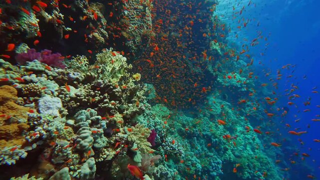 Immerse yourself in the breathtaking beauty of an underwater coral reef, teeming with life. This footage captures a vibrant hard and soft coral garden flourishing in crystal clear blue waters, illumin