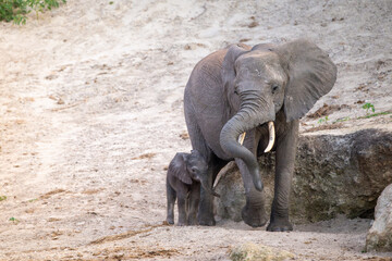 Fototapeta premium An African Bush Elephant cow and cute baby calf along the Chobe River