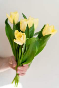 Close-up of a Man's hand holding a bouquet of fresh yellow tulips in front of a white background