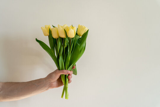 Close-up of a Man's hand holding a bouquet of fresh yellow tulips in front of a white background