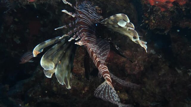 lionfish  underwater ocean  scenery searching food