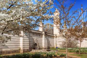 Blooming white blossoms in St James’s Park with Buckingham Palace walls in the background. Bright...