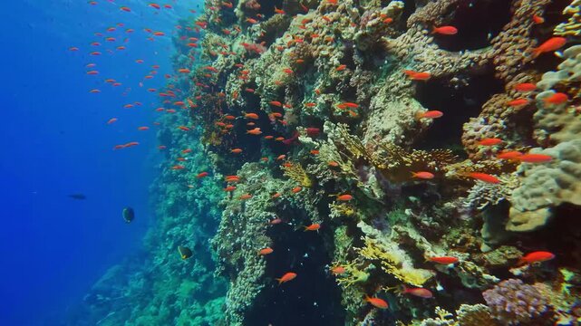 underwater scene showcasing a thriving coral reef teeming with life. A large school of brilliant orange Lyretail Anthias Pseudanthias squamipinnis gracefully swims alongside the colorful hard and soft