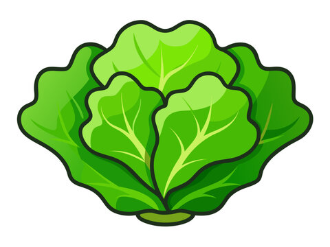 Bright green lettuce with layered ruffled leaves on white background
