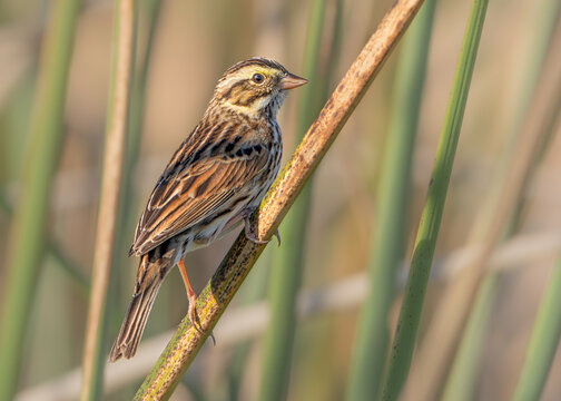 Close-up side view of a wild Savannah sparrow (Passerculus sandwichensis) perched on reeds, Florida, USA