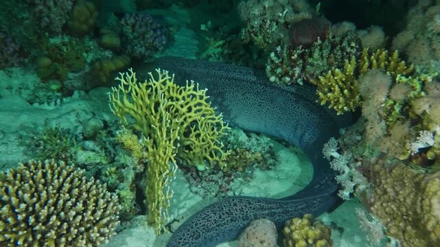 underwater shot captures a magnificent Giant Moray Eel Gymnothorax javanicus resting amongst colorful coral formations in a pristine ocean environment in red sea.