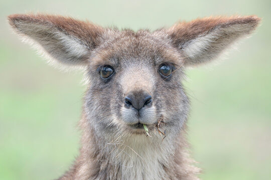 Close-up portrait of a Wild Eastern Grey Kangaroo (Macropus giganteus) Portrait with relaxed Ears Eating Grass, Australia
