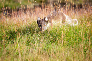 Obraz premium Arctic fox in the grass, Thorsmork Iceland
