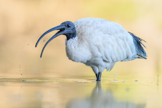 Close-up side view of a Australian white ibis (Threskiornis moluccus) standing in shallow water tossing a prey item in the air, Australia