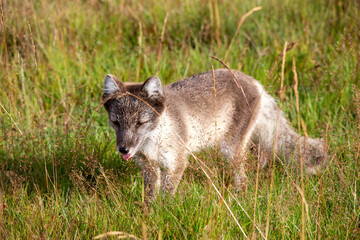 Naklejka premium Cute arctic fox with tounge sticking out, Thorsmork Iceland