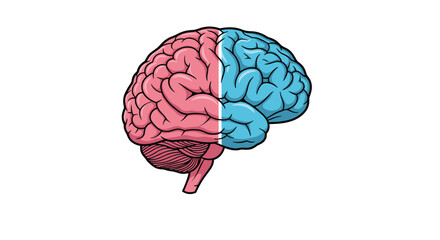 Fototapeta premium Human brain illustration features distinct pink and blue colors to represent different cognitive functions of left and right hemispheres.