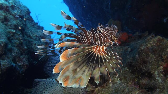 lionfish  underwater searching and patroling rocks for food