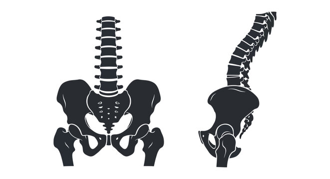 Anatomical illustration of the human spine and pelvis a black silhouette