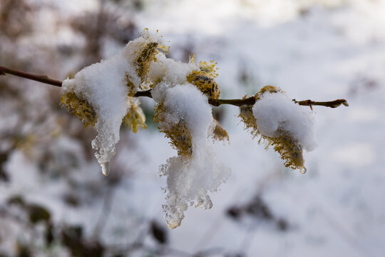 Sal-Weide (Salix caprea) schneebedeckt auf der Schw&auml;bischen Alb