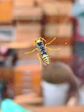 Underside macro view of a Paper Wasp (Polistes sp.) clinging to a glass windowpane, vertical, detailed, with a blurred indoor background.